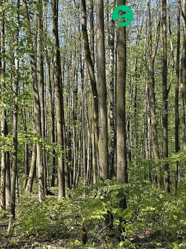 Podíl na lesních pozemcích Vsetín - Semetín