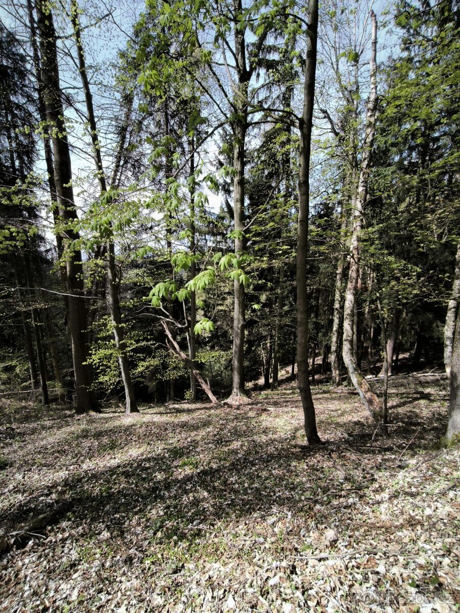 Prodej pozemků k.ú. Dobřany v Orlických horách