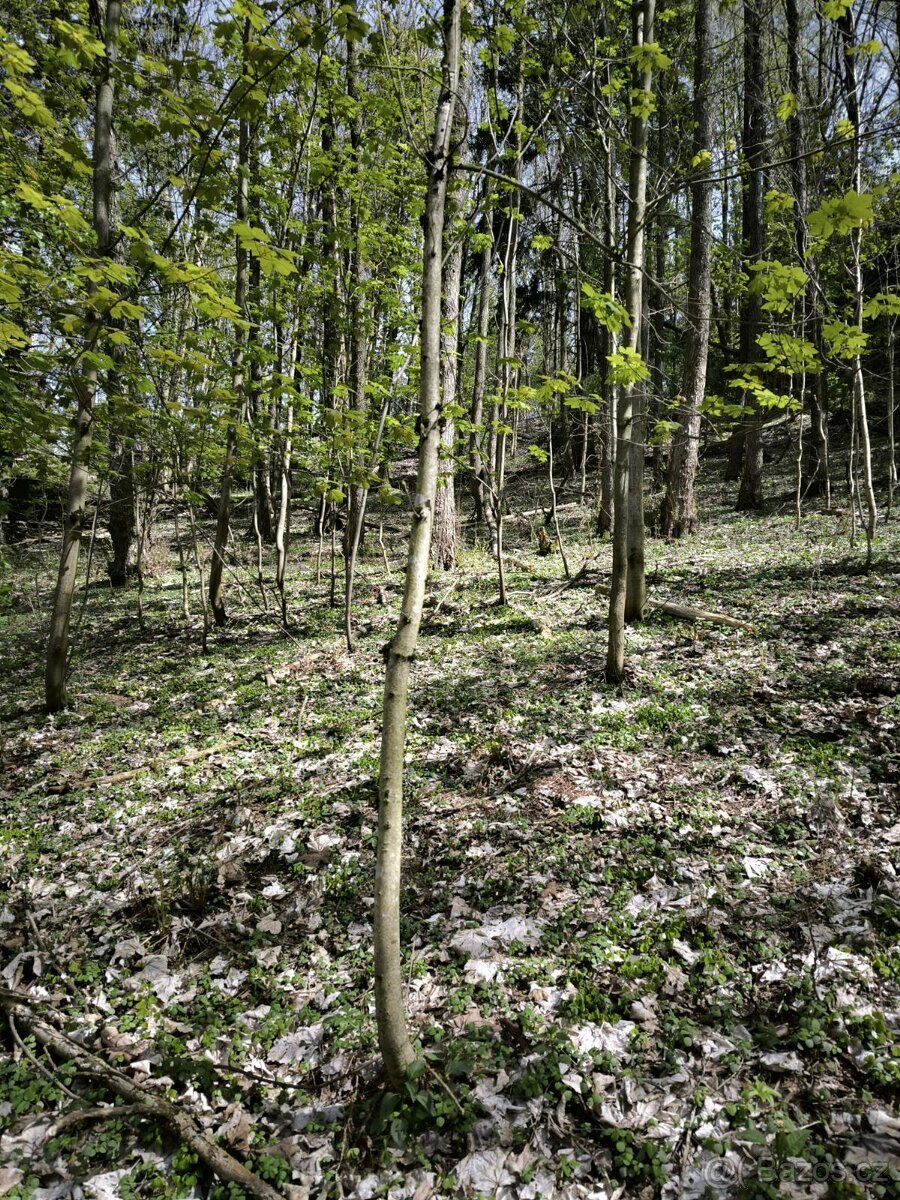 Prodej pozemků k.ú. Dobřany v Orlických horách
