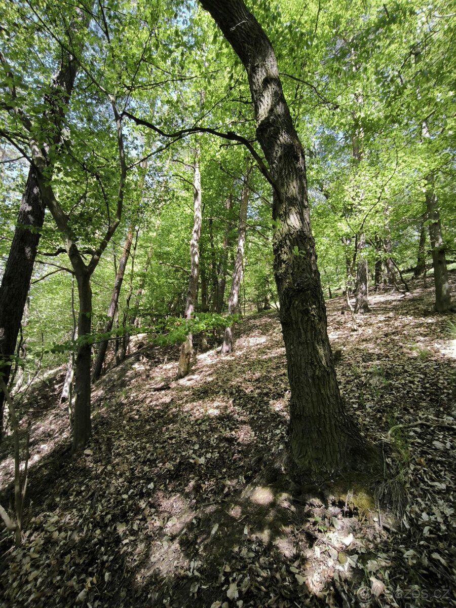 Prodej lesního pozemku k.ú. Lesnice