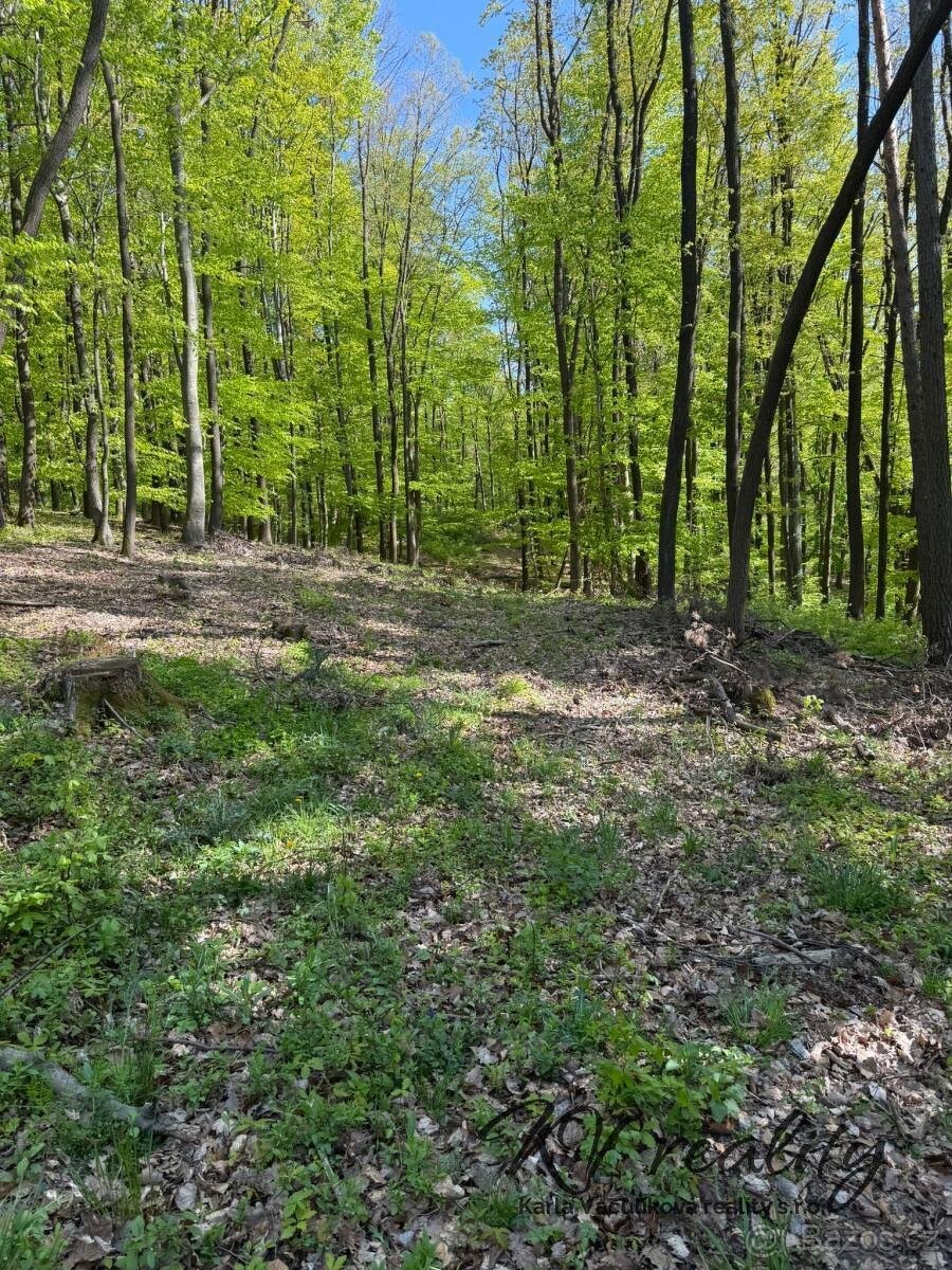 Prodej les, CP 3320 m2, Hřivínův Újezd