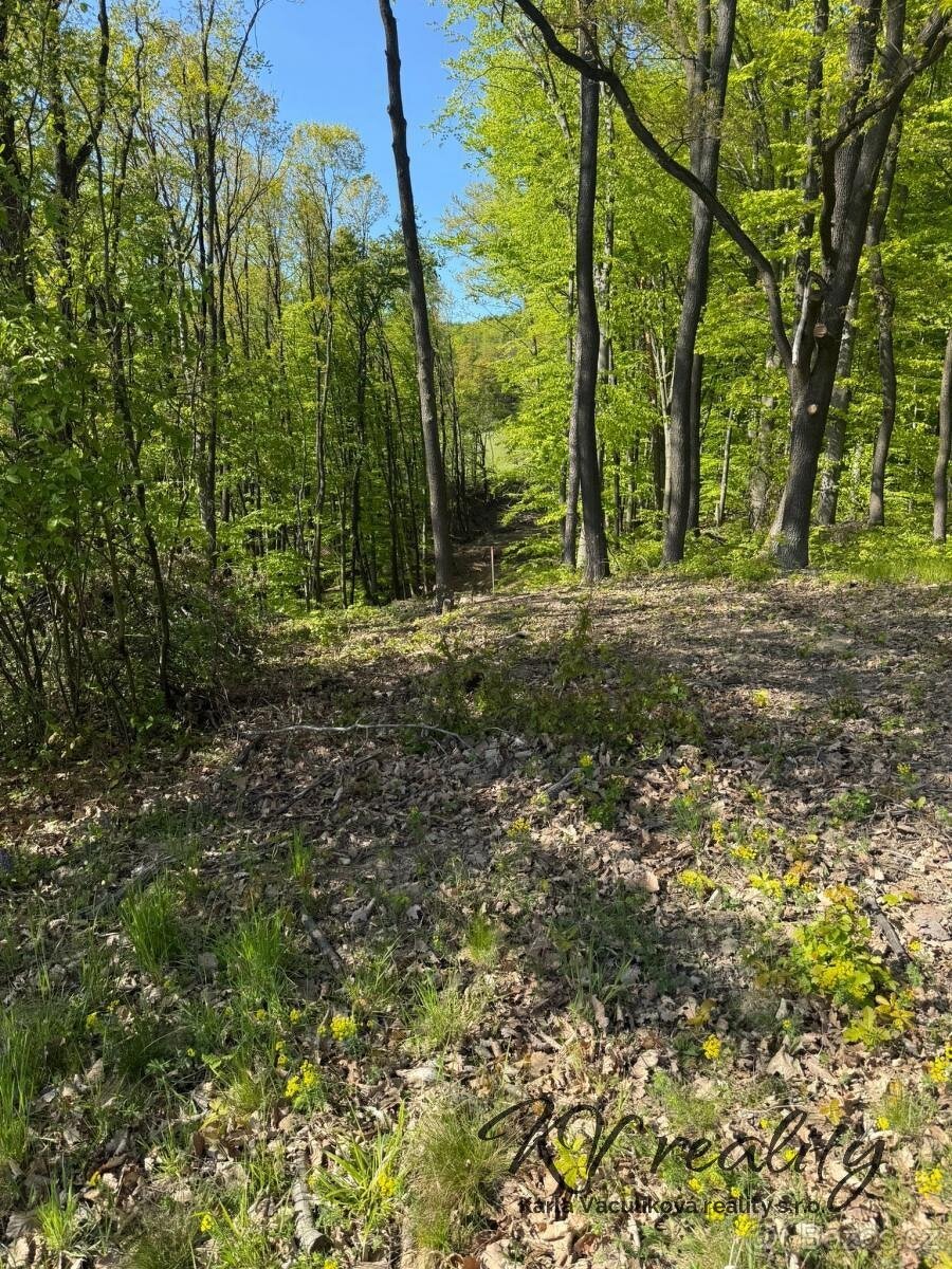 Prodej les, CP 3320 m2, Hřivínův Újezd