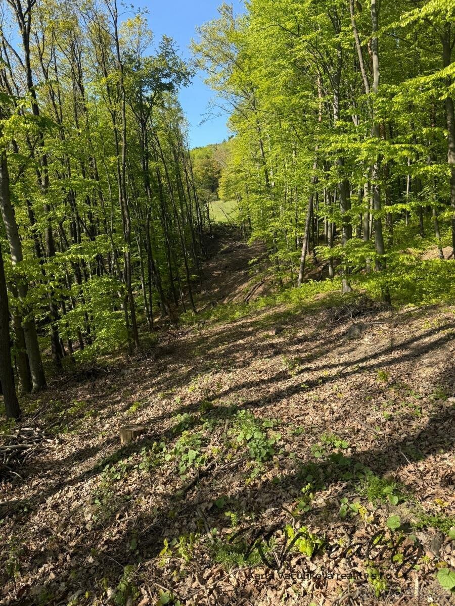 Prodej les, CP 3320 m2, Hřivínův Újezd