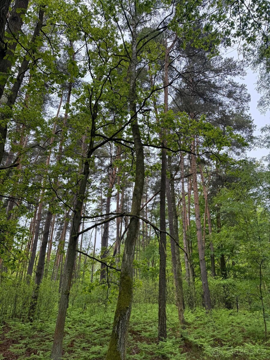 Prodej lesního pozemku k.ú. Petrovice nad Orlicí (2)