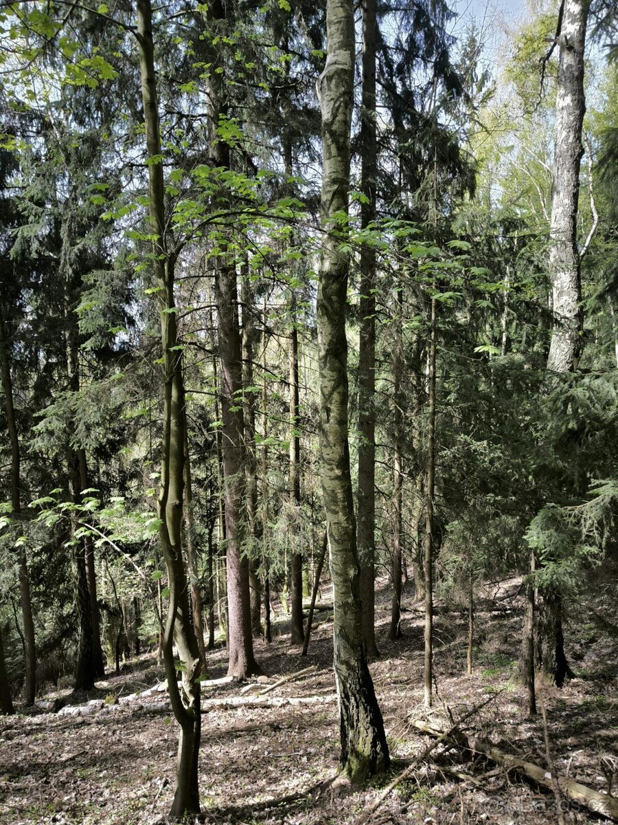 Prodej pozemků k.ú. Dobřany v Orlických horách