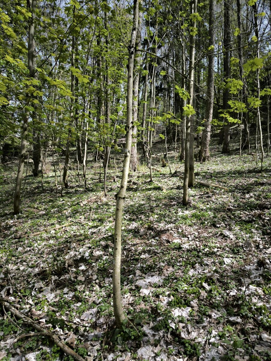 Prodej pozemků k.ú. Dobřany v Orlických horách