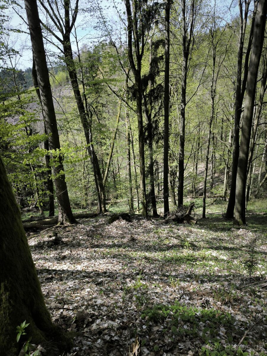 Prodej pozemků k.ú. Dobřany v Orlických horách