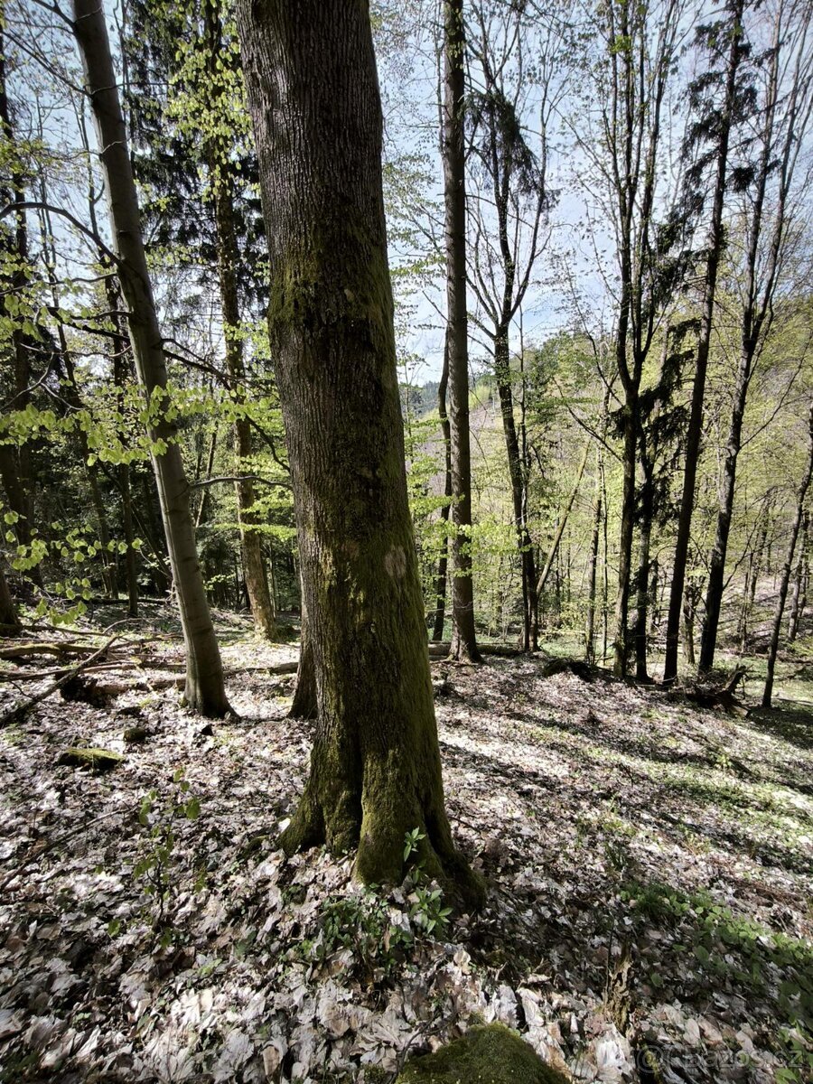 Prodej pozemků k.ú. Dobřany v Orlických horách