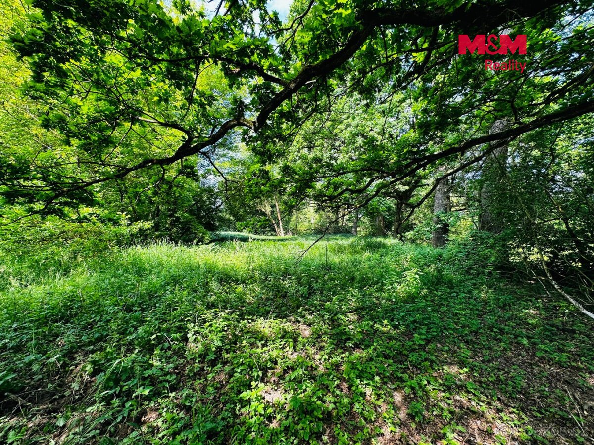 Prodej lesa, 7342 m², Borohrádek