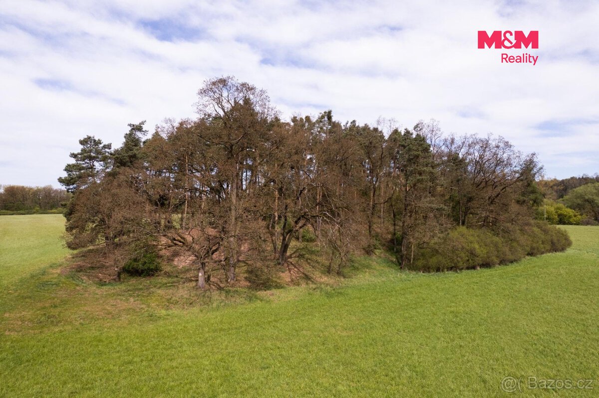 Prodej lesa, 7342 m², Borohrádek
