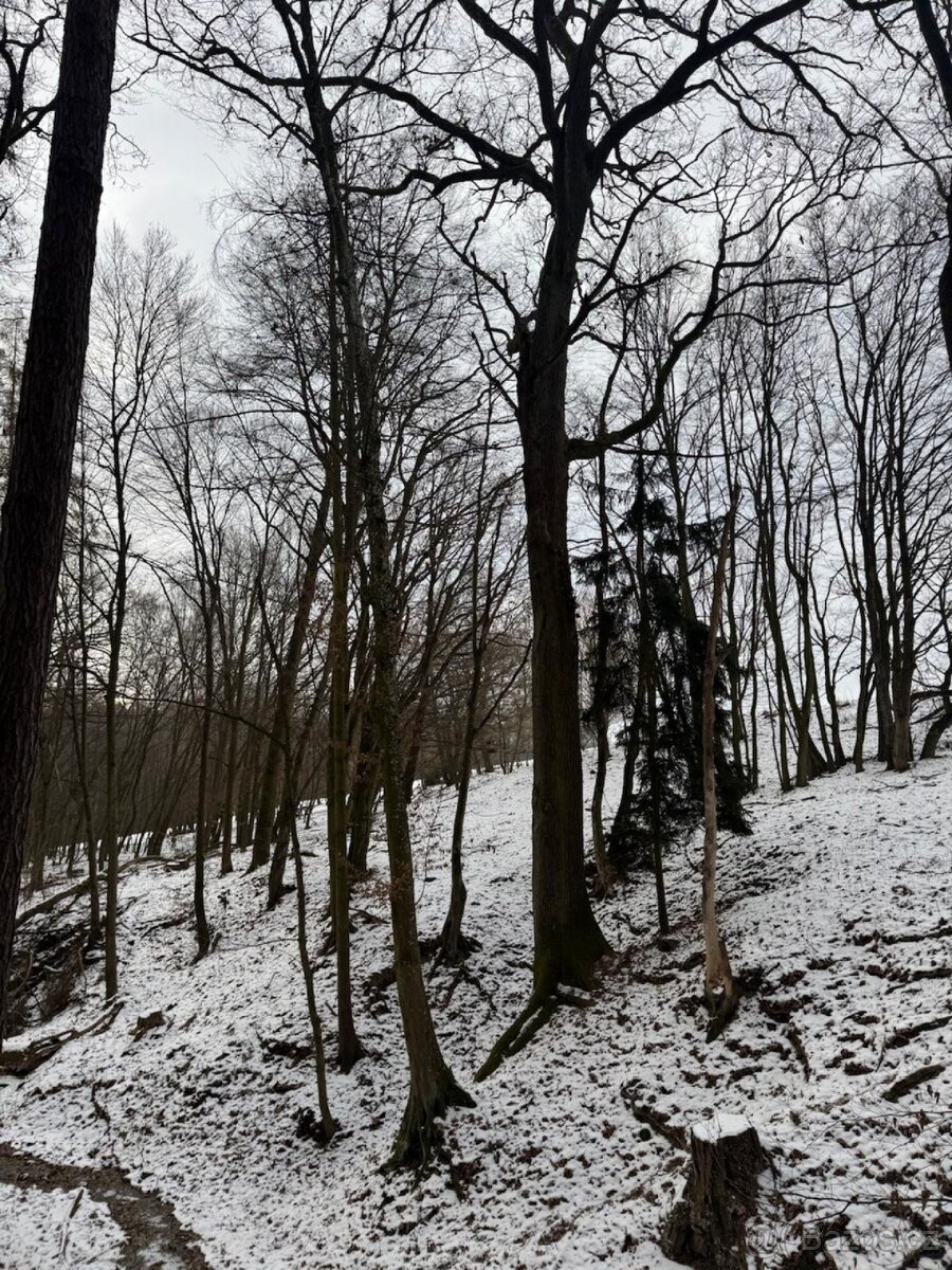 Prodej lesních pozemků k.ú. Rychtářov