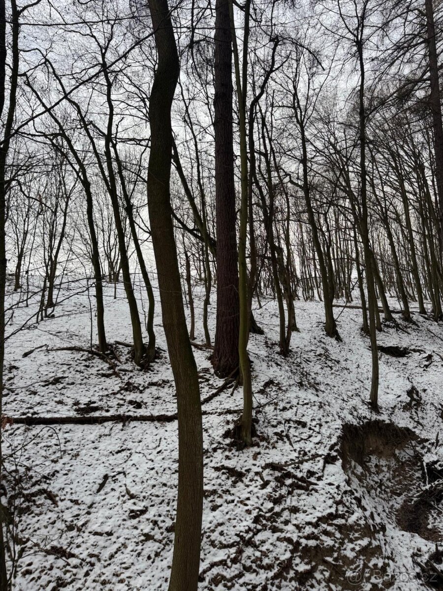 Prodej lesních pozemků k.ú. Rychtářov