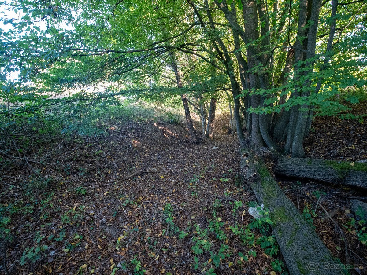 Prodej přírodního pozemku 8 384 m² - Vysoká u Jevíčka