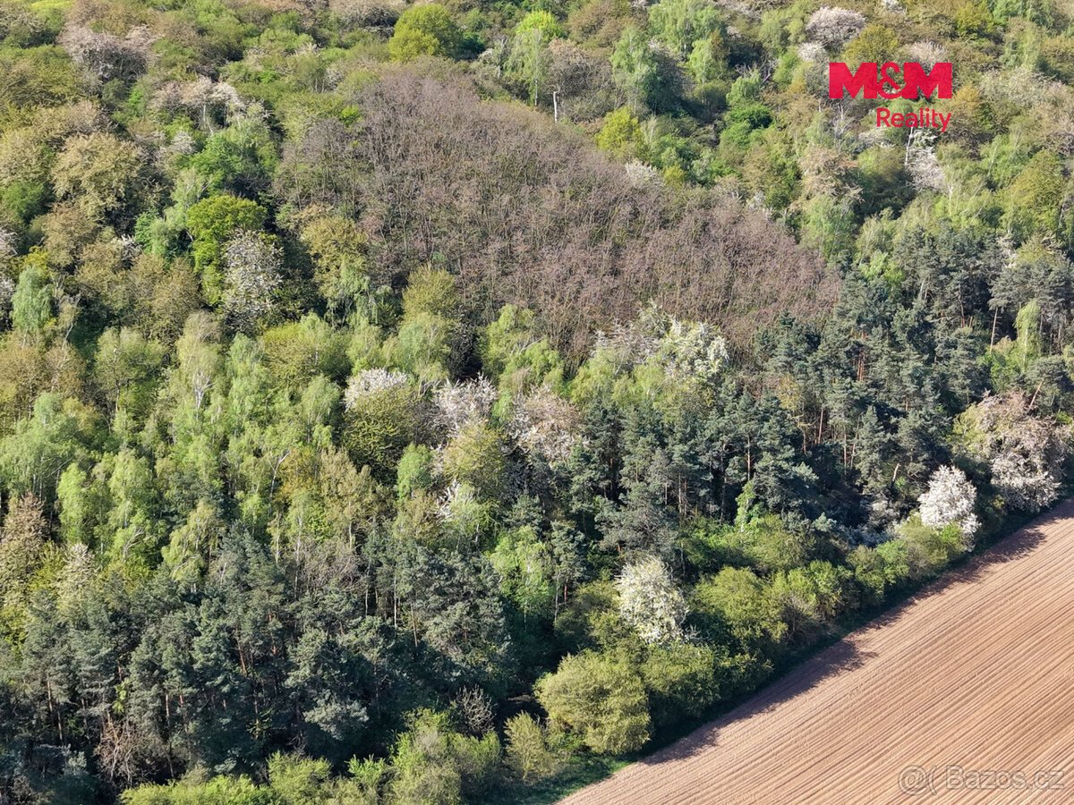 Prodej lesa, 5857 m², Kounice