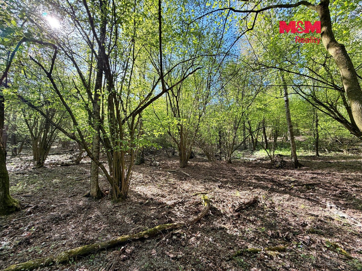Prodej lesa, 5857 m², Kounice