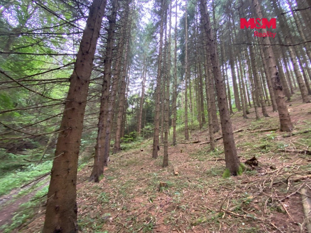 Prodej lesa 11485 m2, v Strážné