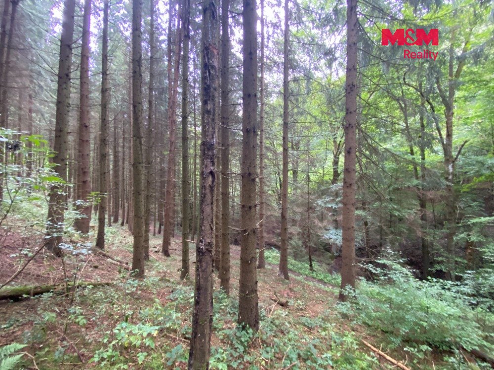 Prodej lesa 11485 m2, v Strážné