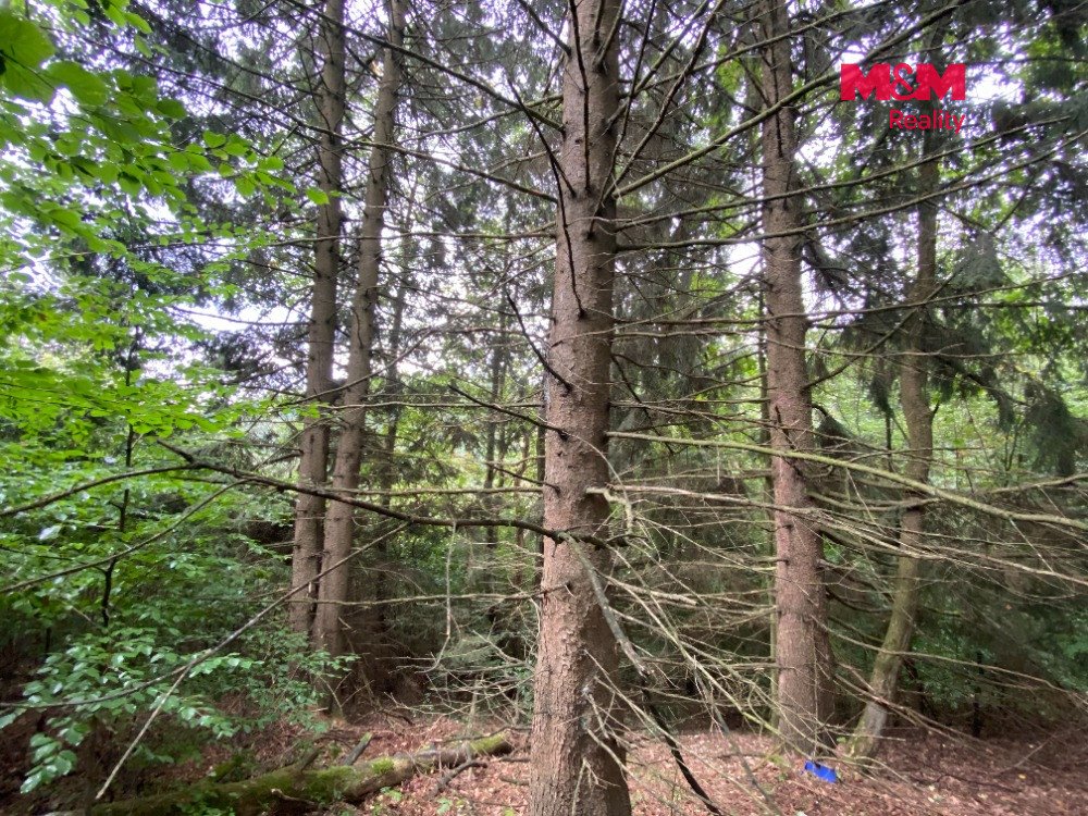 Prodej lesa 11485 m2, v Strážné