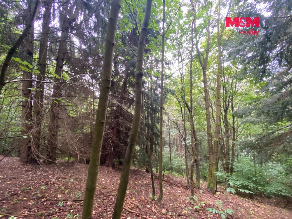 Prodej lesa 11485 m2, v Strážné