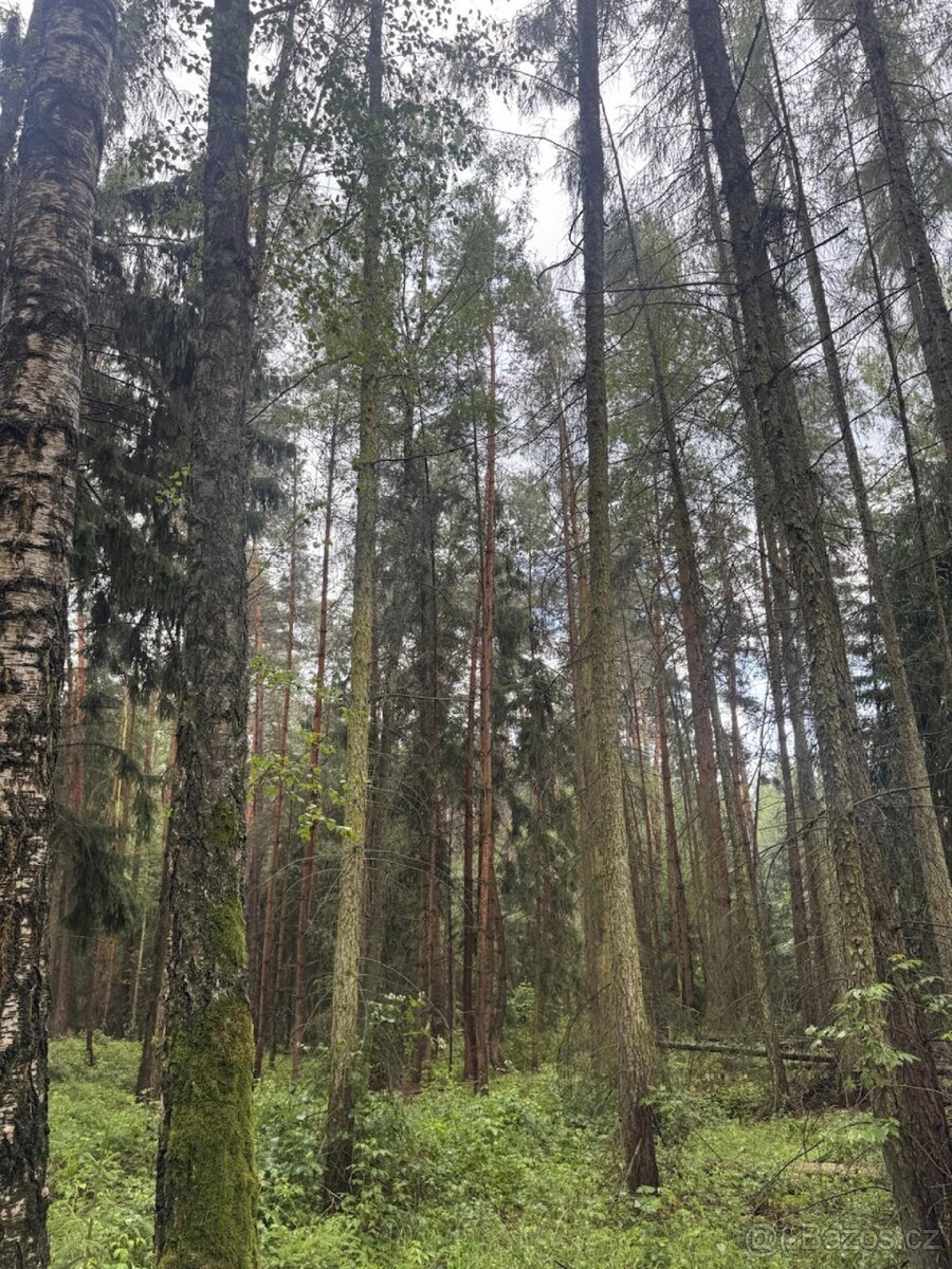 Prodej lesních pozemků k.ú. Nynice