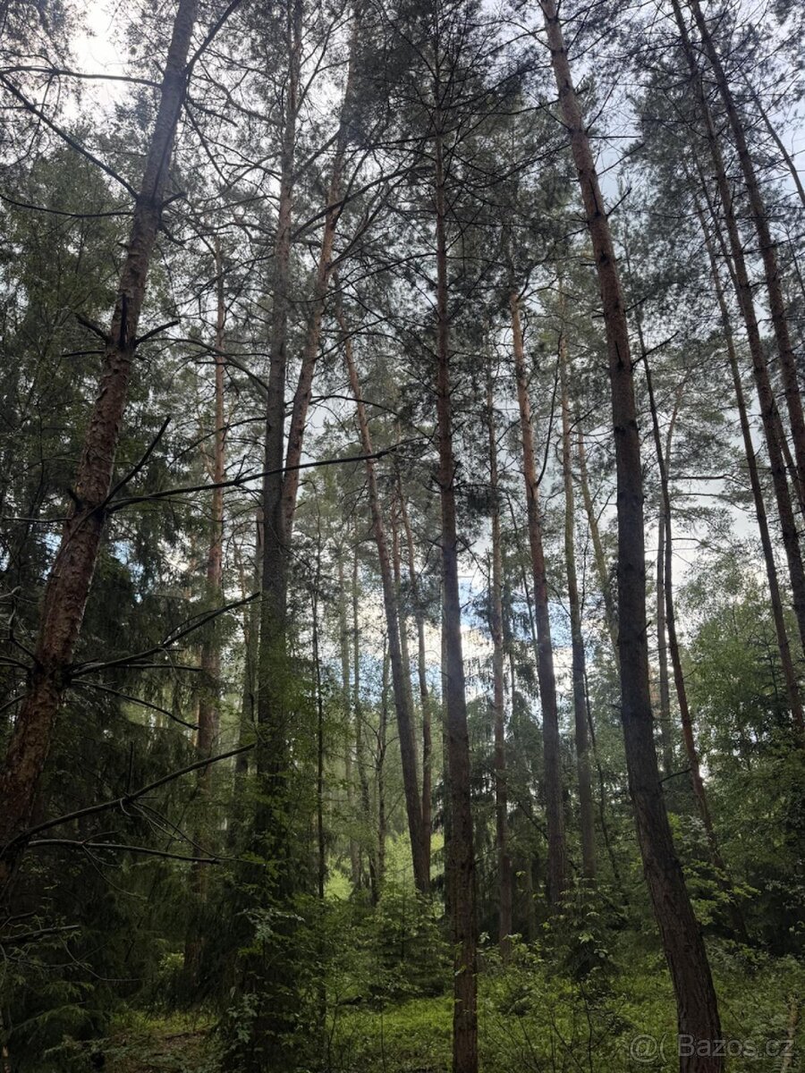 Prodej lesních pozemků k.ú. Nynice