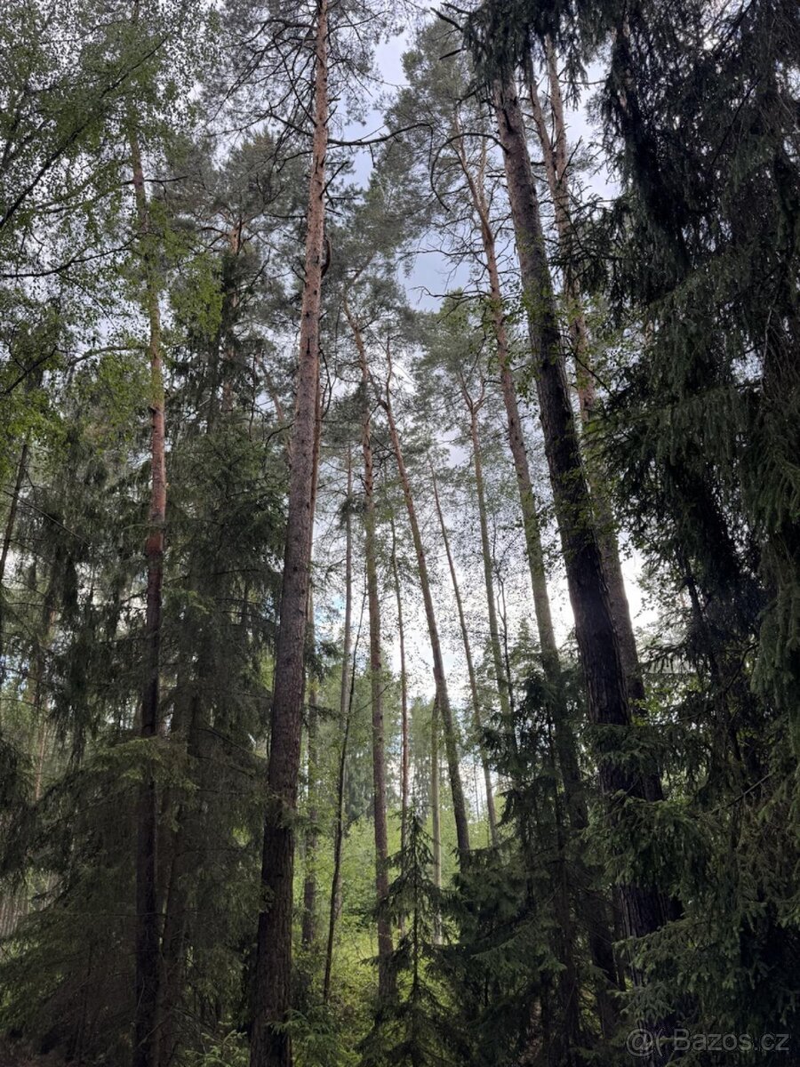 Prodej lesních pozemků k.ú. Nynice