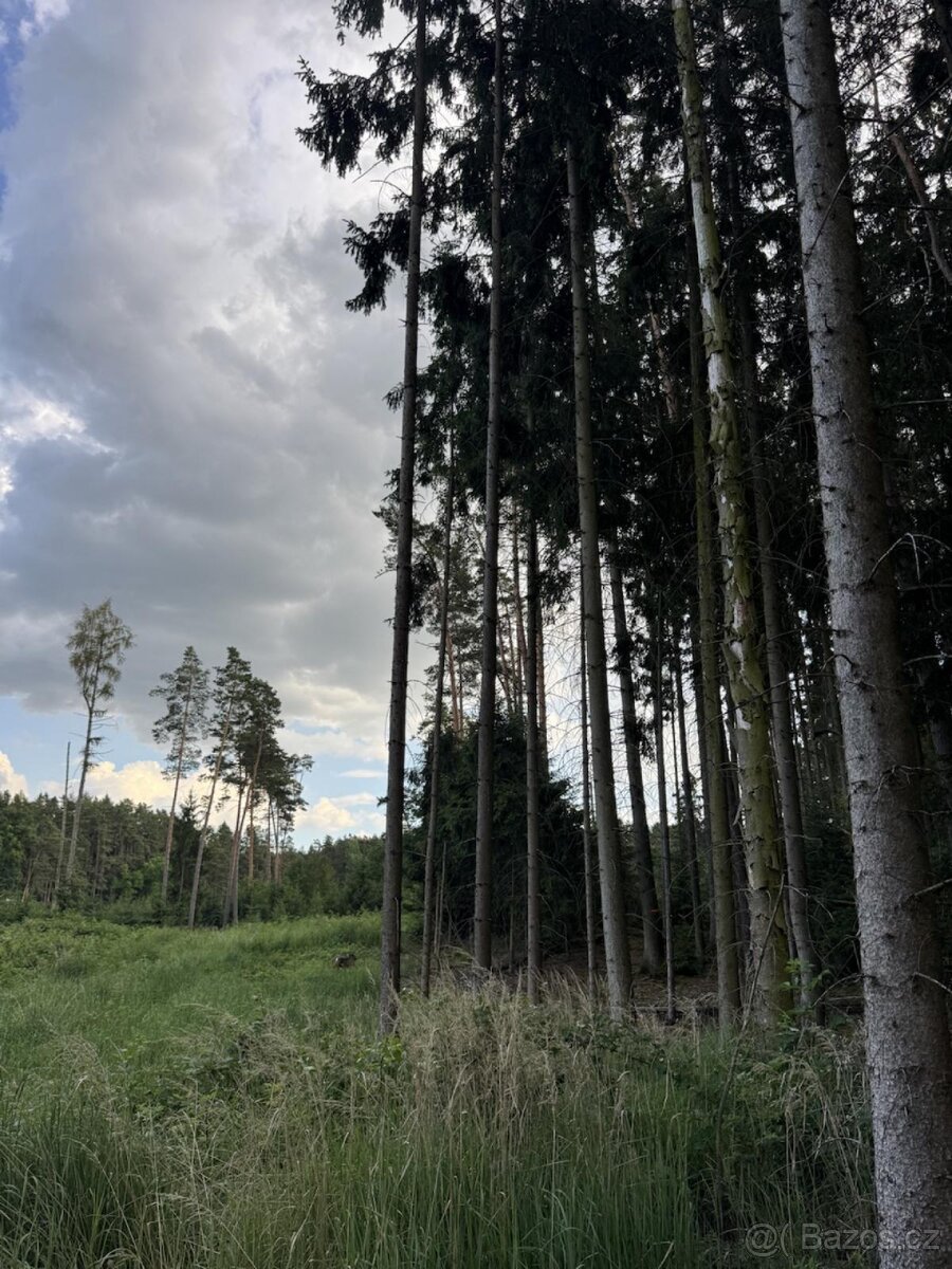 Prodej lesních pozemků k.ú. Nynice