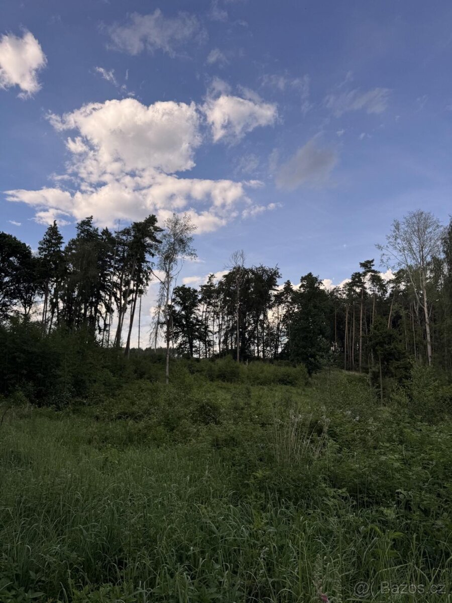 Prodej lesních pozemků k.ú. Nynice