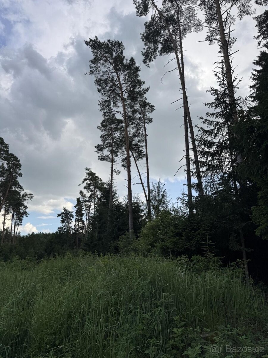 Prodej lesních pozemků k.ú. Nynice