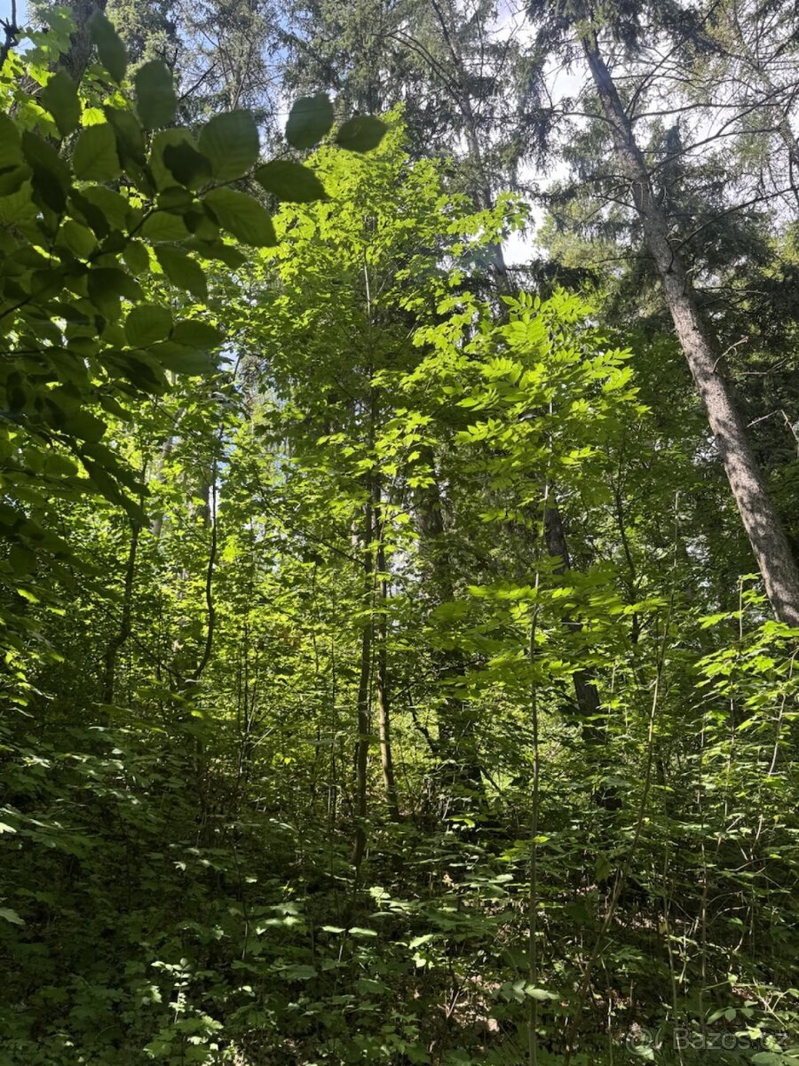 Prodej pozemků k.ú. Kněžnice (2)