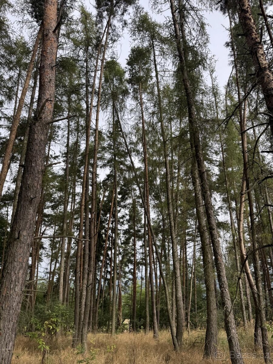 Prodej lesního pozemku k.ú. Hřešihlavy