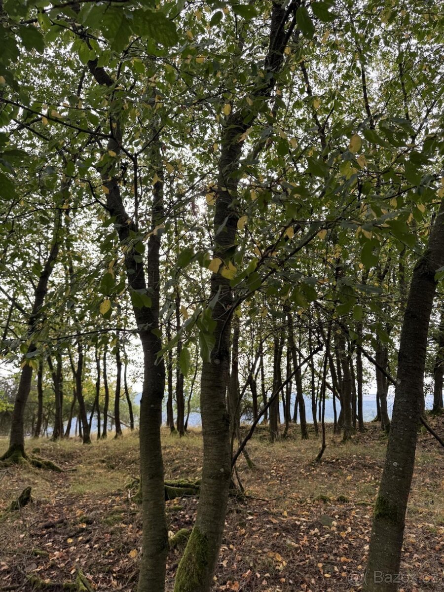 Prodej lesního pozemku k.ú. Hřešihlavy