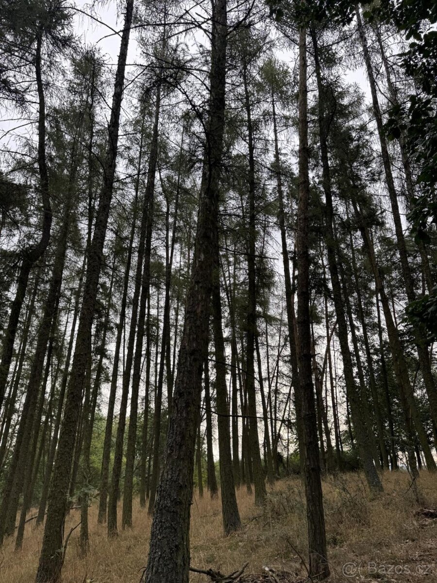 Prodej lesního pozemku k.ú. Hřešihlavy