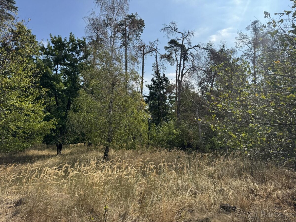 Prodej lesního pozemku k.ú. Sedlec u Náměště nad Oslavou