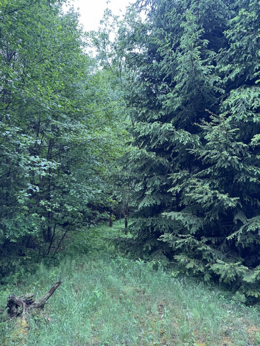Prodej lesního pozemku k.ú. Želechy