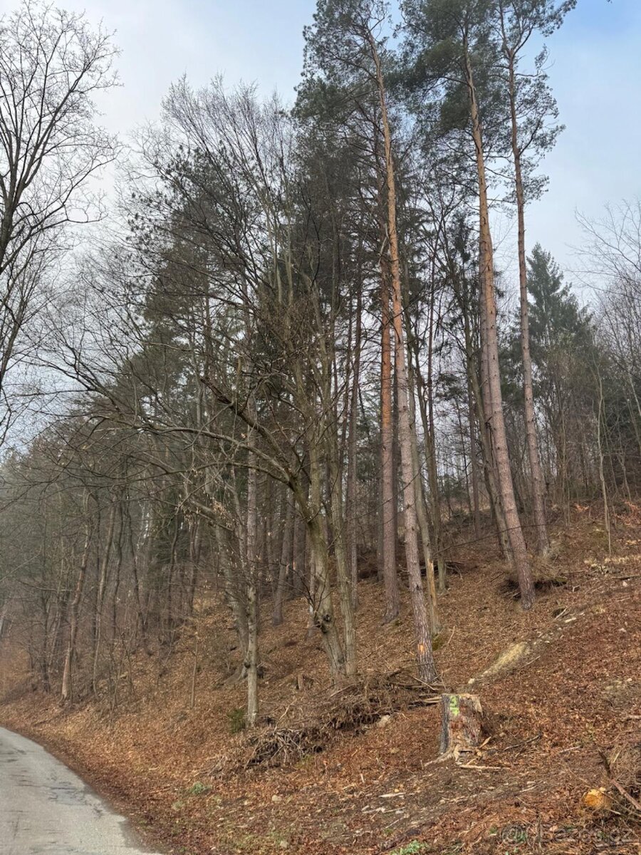 Prodej lesního pozemku k.ú. Malá Bystřice ( 2)