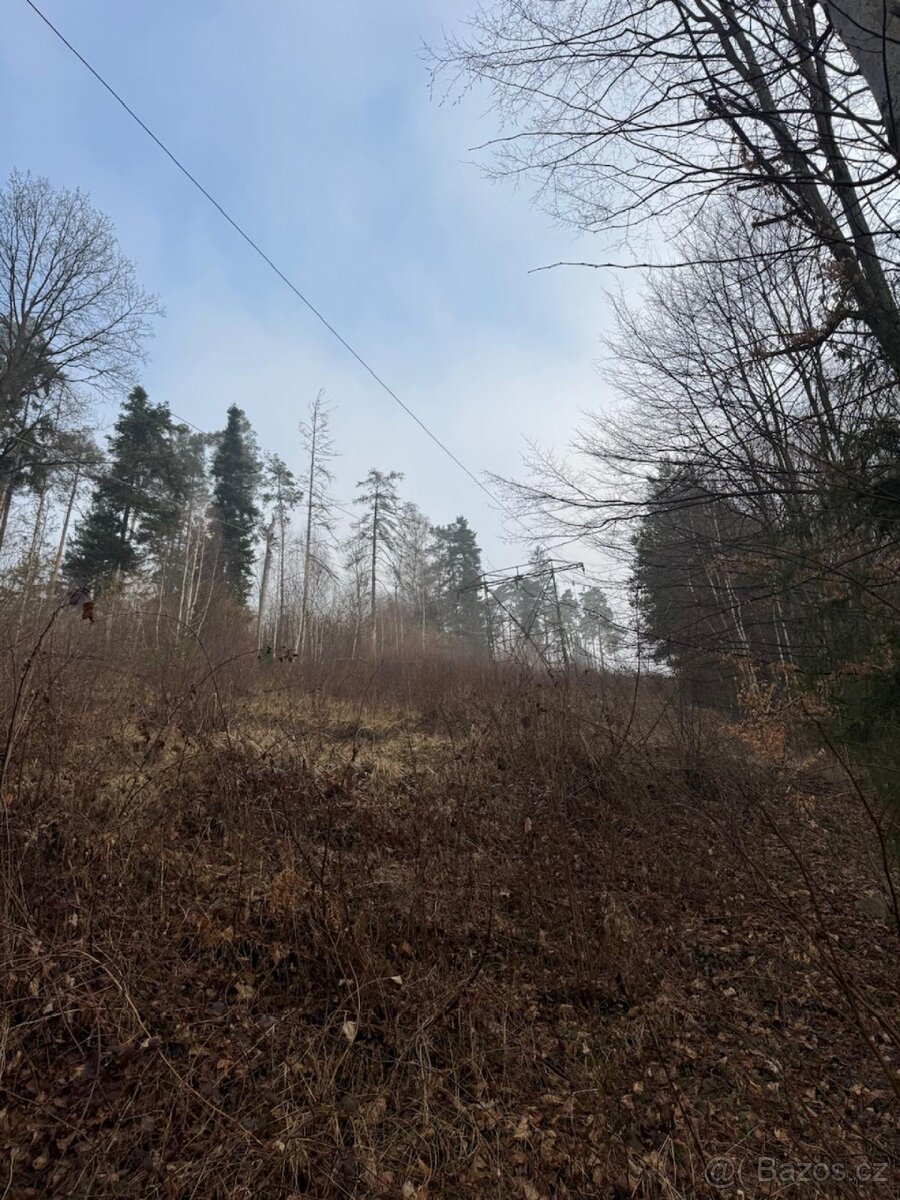 Prodej lesního pozemku k.ú. Malá Bystřice ( 2)