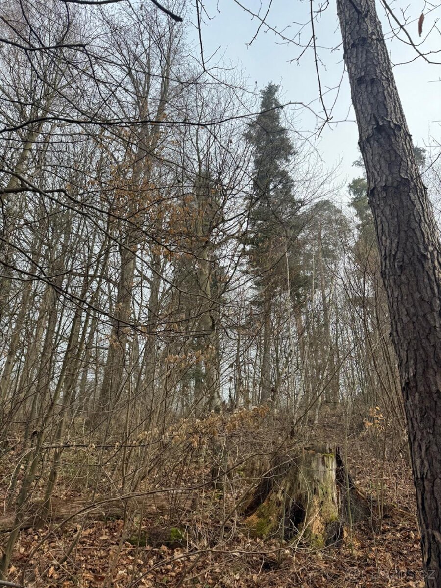 Prodej lesního pozemku k.ú. Malá Bystřice ( 2)
