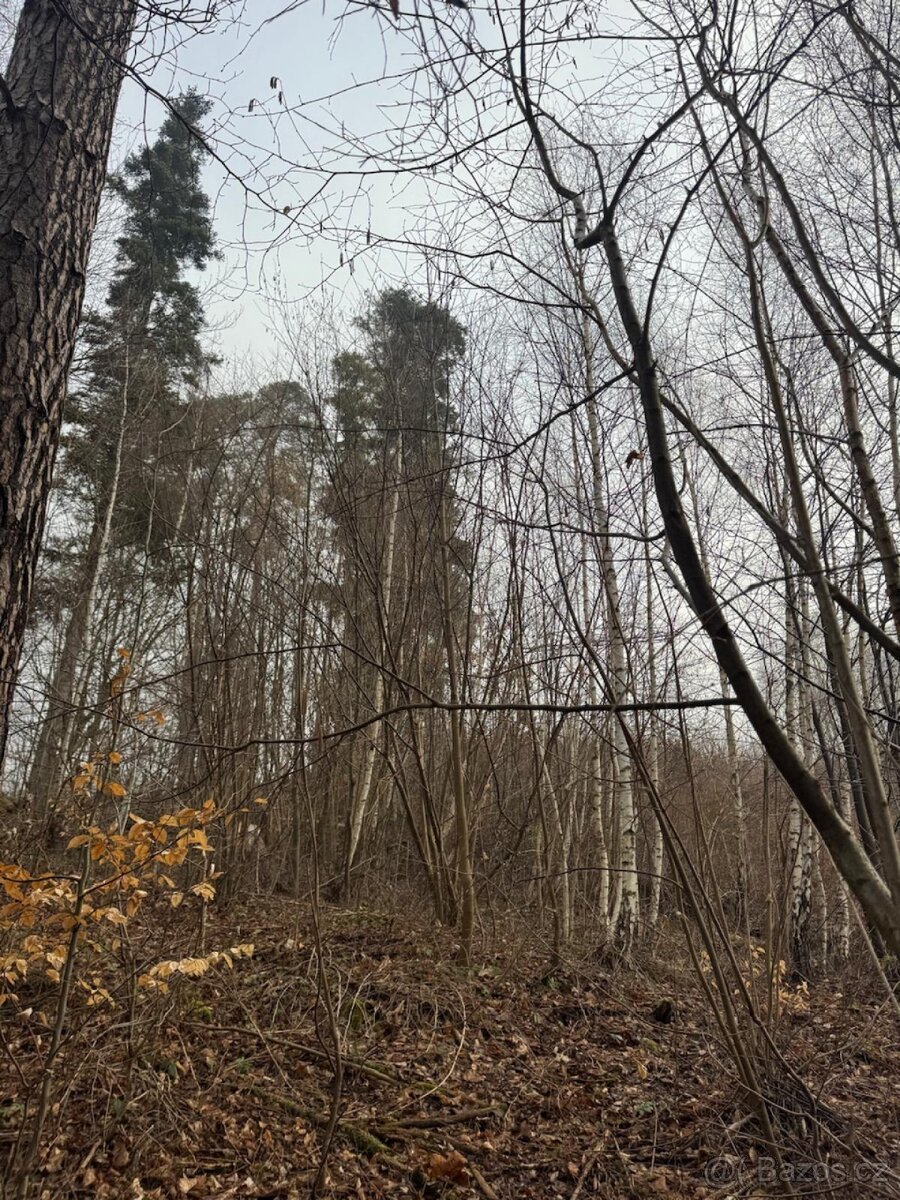Prodej lesního pozemku k.ú. Malá Bystřice ( 2)