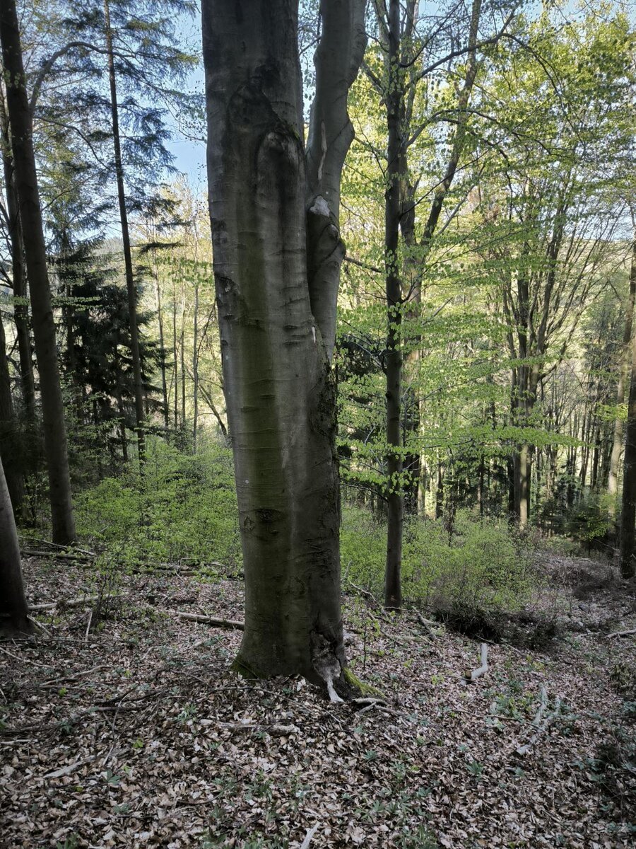 Prodej lesních pozemků k.ú. Zděchov (2)