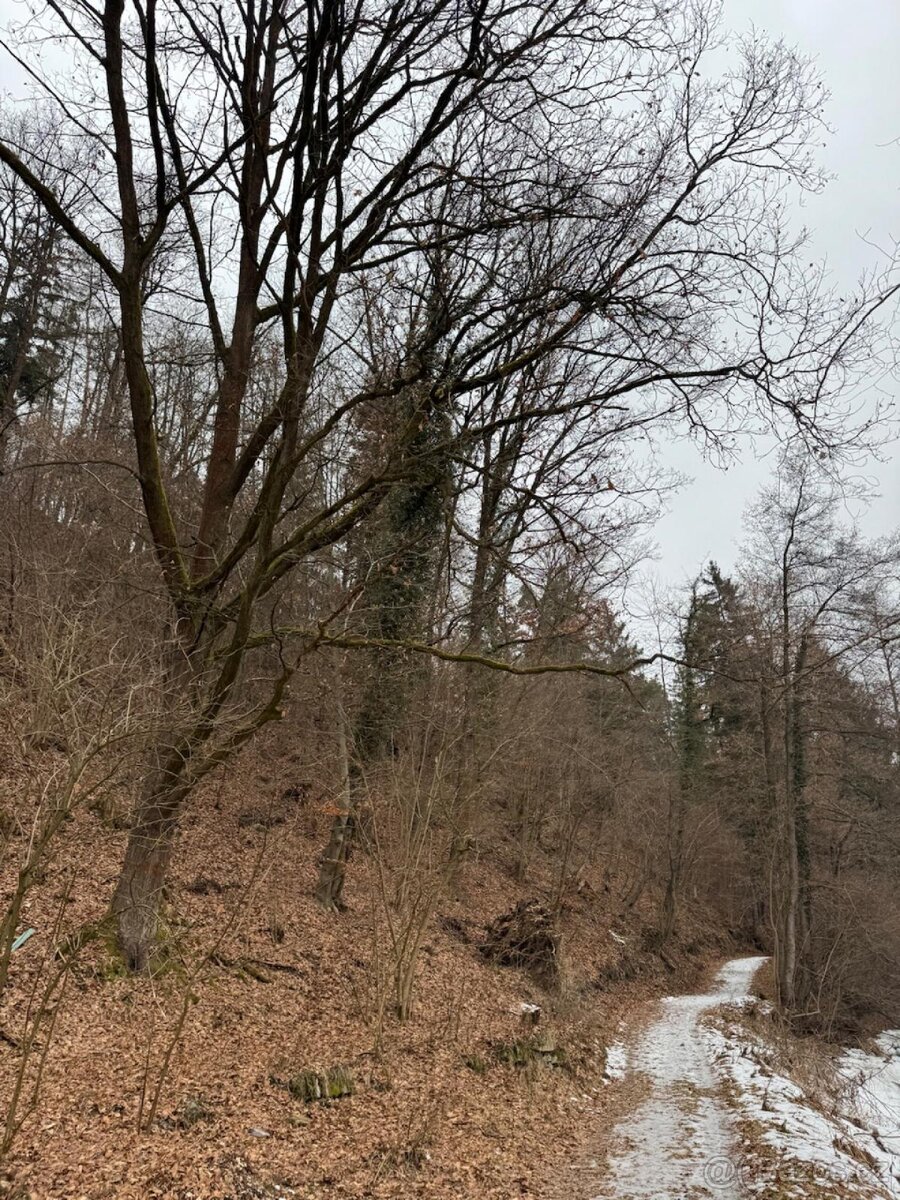 Prodej lesního pozemku k.ú. Rájov