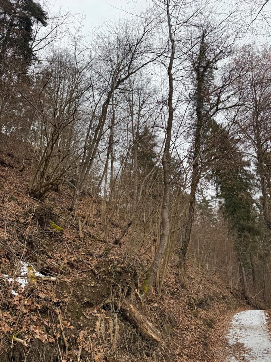 Prodej lesního pozemku k.ú. Rájov
