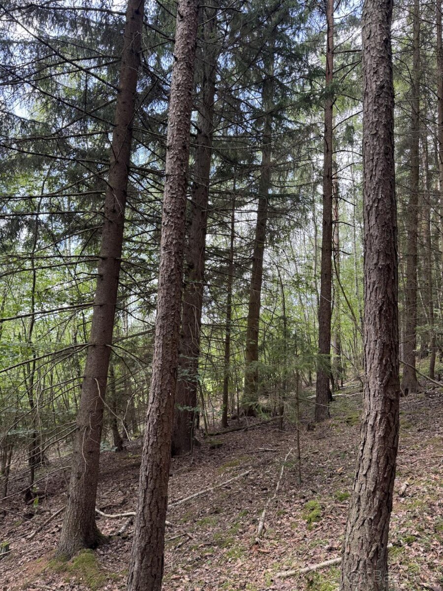 Prodej lesních pozemků k.ú. Kratušín