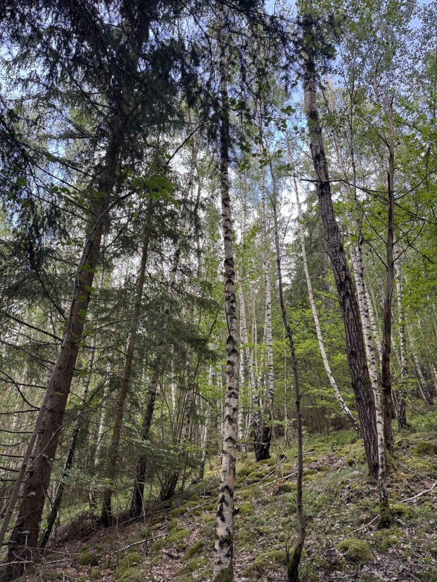 Prodej lesních pozemků k.ú. Kratušín