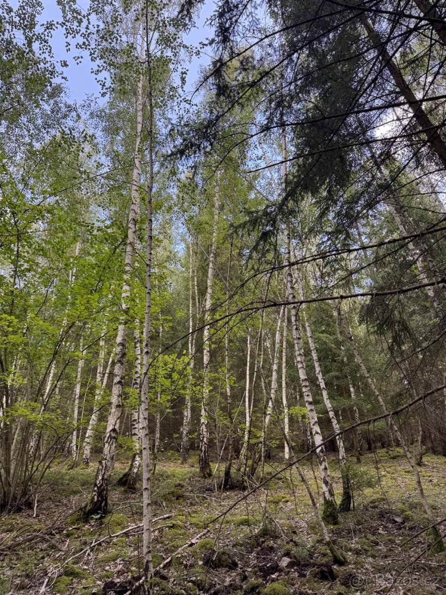 Prodej lesních pozemků k.ú. Kratušín