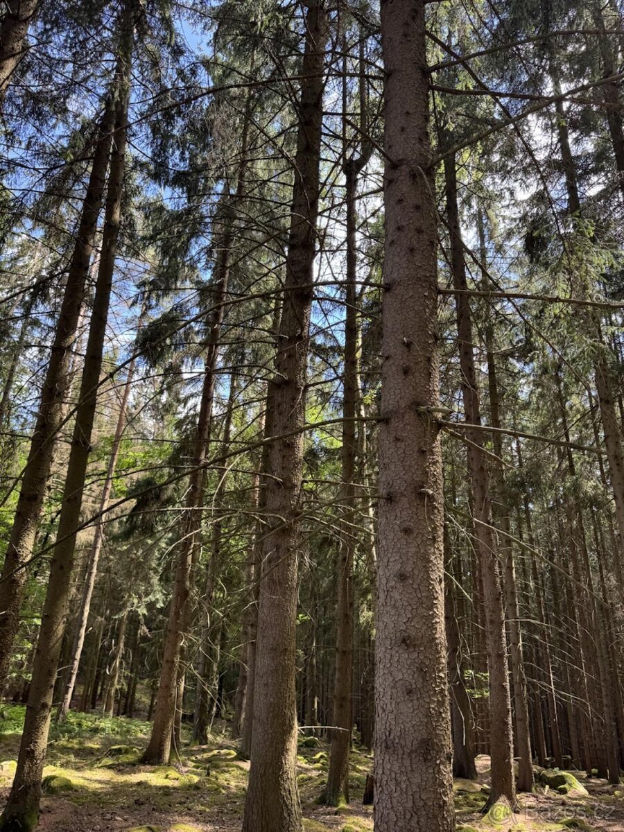 Prodej lesních pozemků k.ú. Kramolín u Nepomuka
