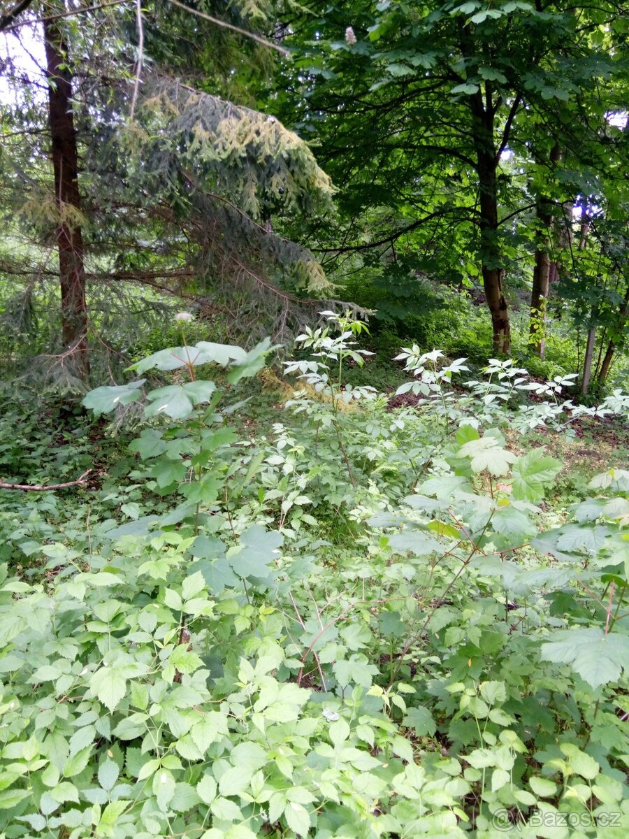 Sovinec-Krizov- pozemek 579 m2-862Kc za 1m2