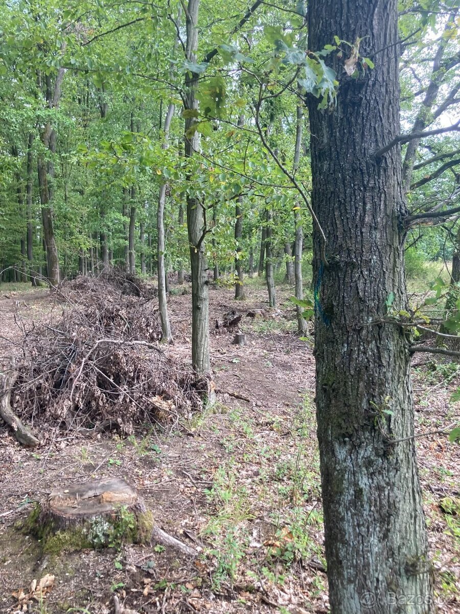 LES KELNÍKY okr. Zlín